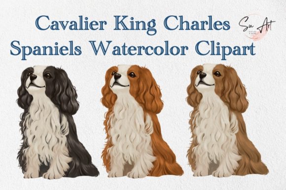 Cavalier King Charles Spaniel Watercolor Illustrations Review