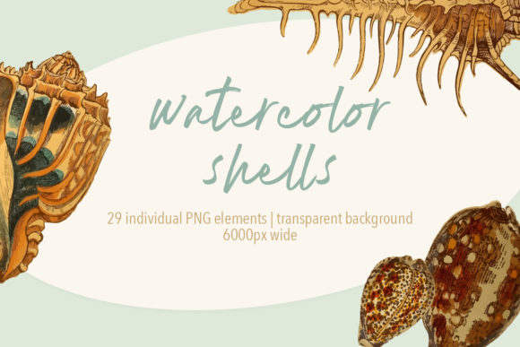 Hand Painted Watercolor Sea Shells Illustrations