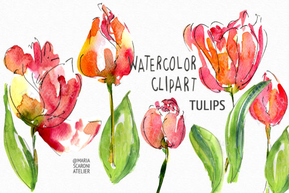 Tulip Watercolor Clipart Review