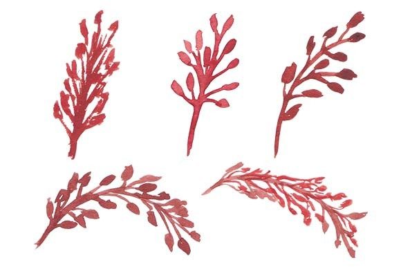 Watercolor Floral Element Set Paint and Illustrations
